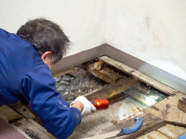 Best Black Mold Removal  in St Matthews, SC