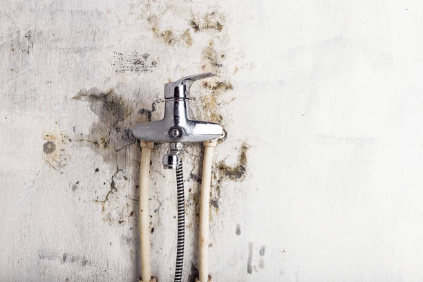 Best Office Mold Removal Services  in St Matthews, SC