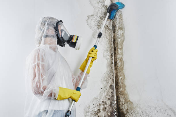 Professional Mold Removal in St Matthews, SC