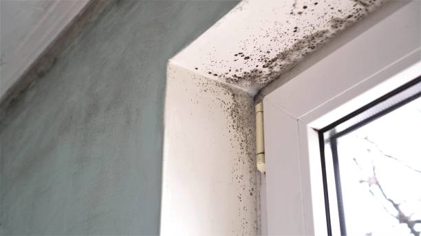 Best Certified Mold Removal  in St Matthews, SC
