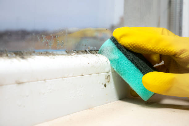 Best Same-Day Mold Removal  in St Matthews, SC