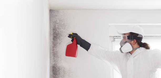 Best Commercial Mold Removal  in St Matthews, SC